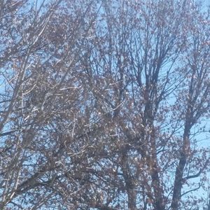 Meet your Posher, Triniti